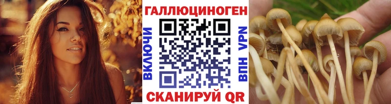 Купить где  Осташков  Псилоцибиновые грибы GOLDEN TEACHER 